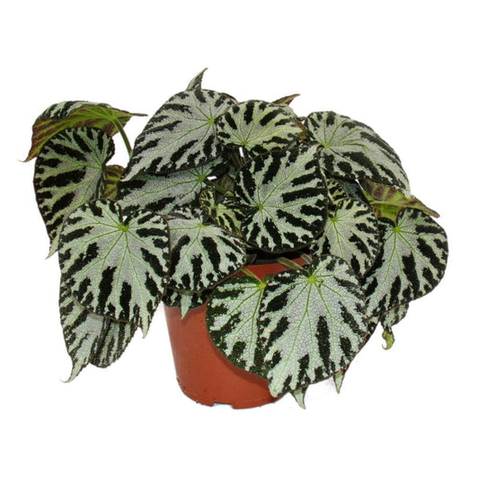 Begonia 'Silver Jewel'- 4"