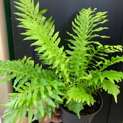 Blechnum gibbum 'Silver Lady - 6"