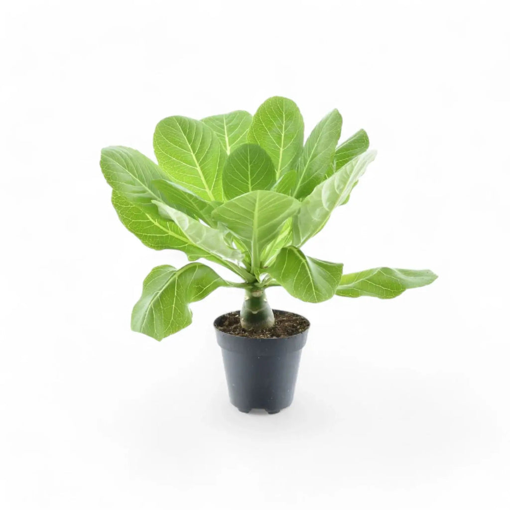 Brighamia insignis - 4"