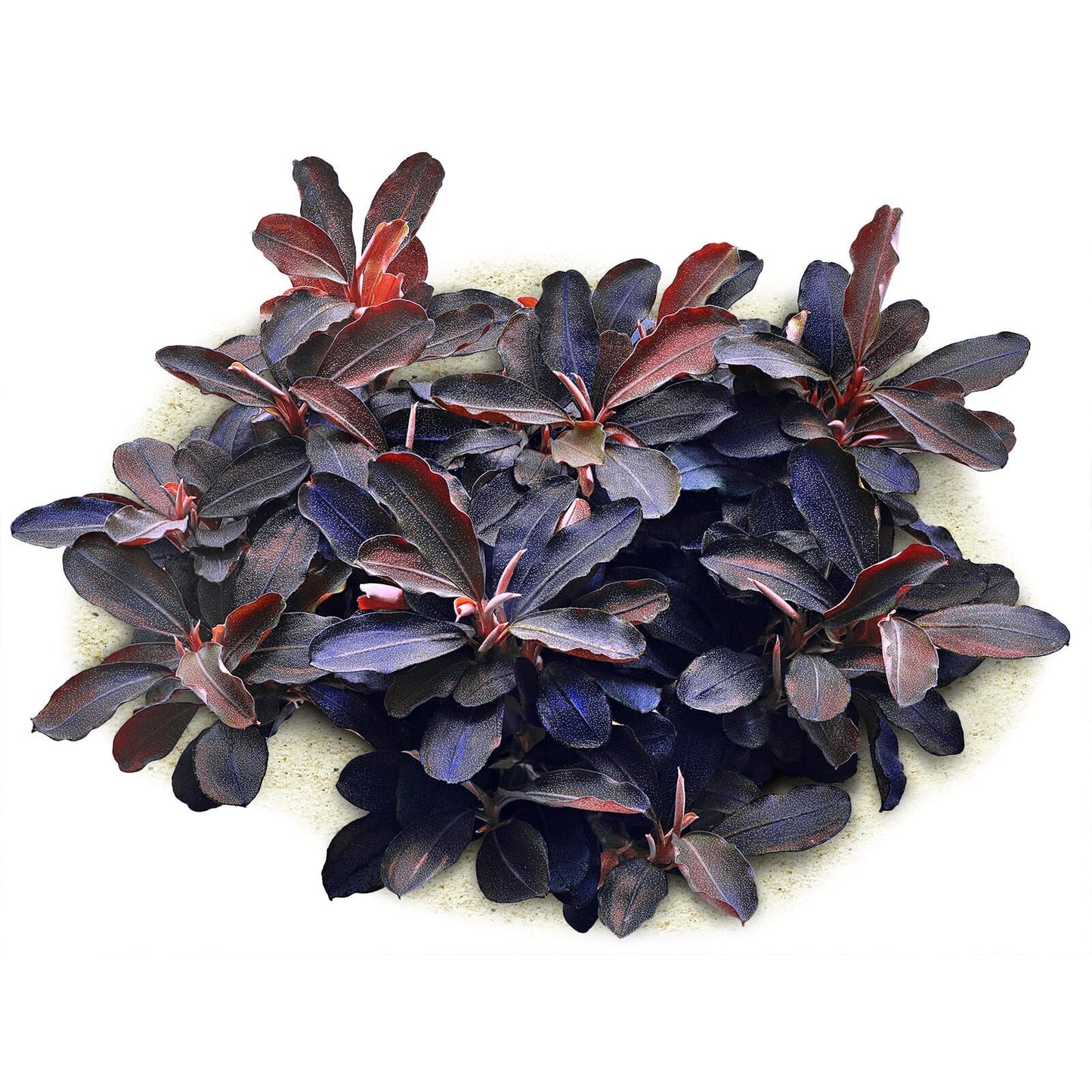 Bucephalandra  "Theia Red"