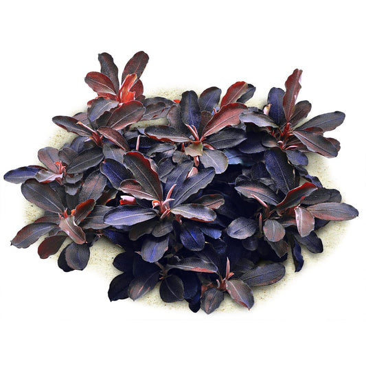 Bucephalandra  "Theia Red"