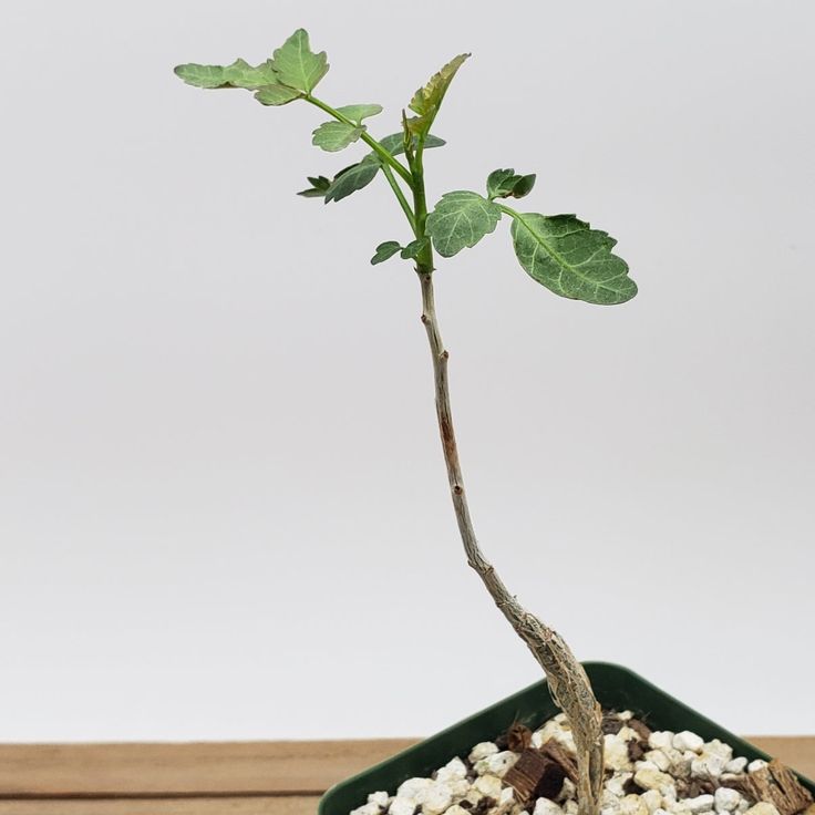 Bursera fagarioides - 4"