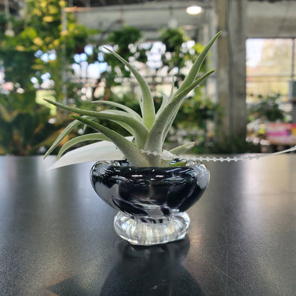 Mini Glass Airplant Holder