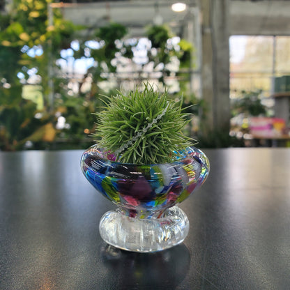 Mini Glass Airplant Holder