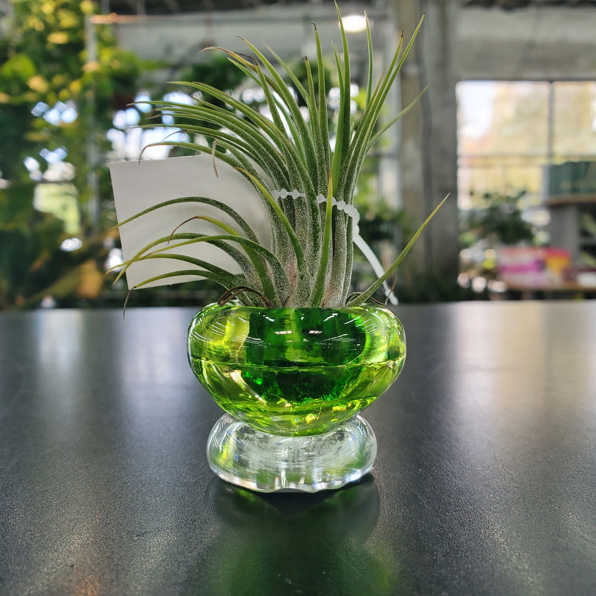 Mini Glass Airplant Holder