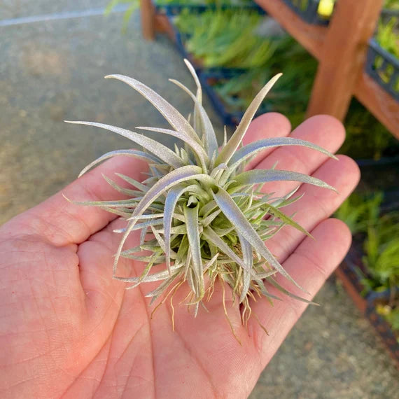 Capitata Clump