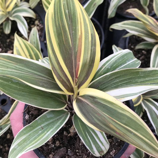 Cordyline 'Chocolate' - 2"