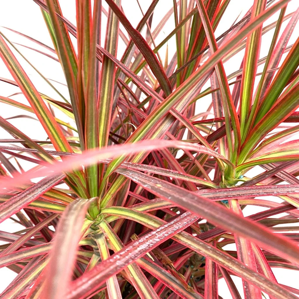 Dracaena marginata colorama -4"