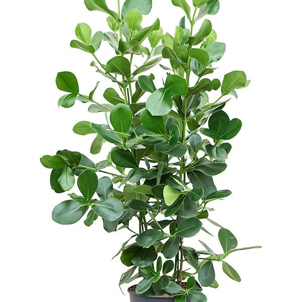 Clusia rosea - 17"