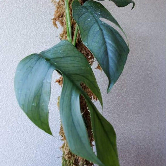COLLECTOR PLANTS - EPIPREMNUM PINNATUM CEBU BLUE - 4"
