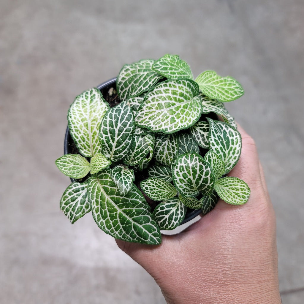 COLLECTOR PLANTS - FITTONIA 'MOSAIC PURPLE SNOW ANNE' - 4"