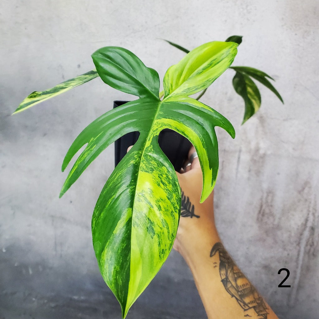 COLLECTOR PLANTS - PHILODENDRON FLORIDA BEAUTY - 4