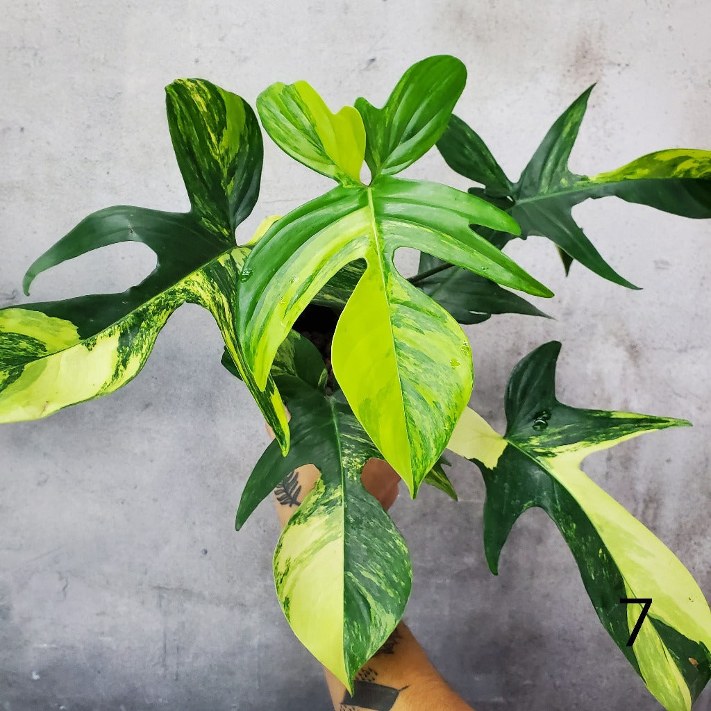 COLLECTOR PLANTS - PHILODENDRON FLORIDA BEAUTY - 4