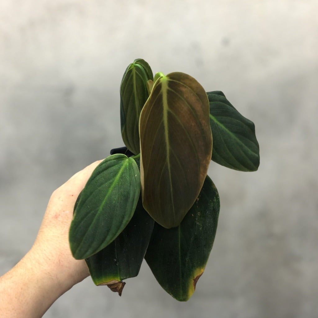 COLLECTOR PLANTS - PHILODENDRON GIGAS - 2.5"
