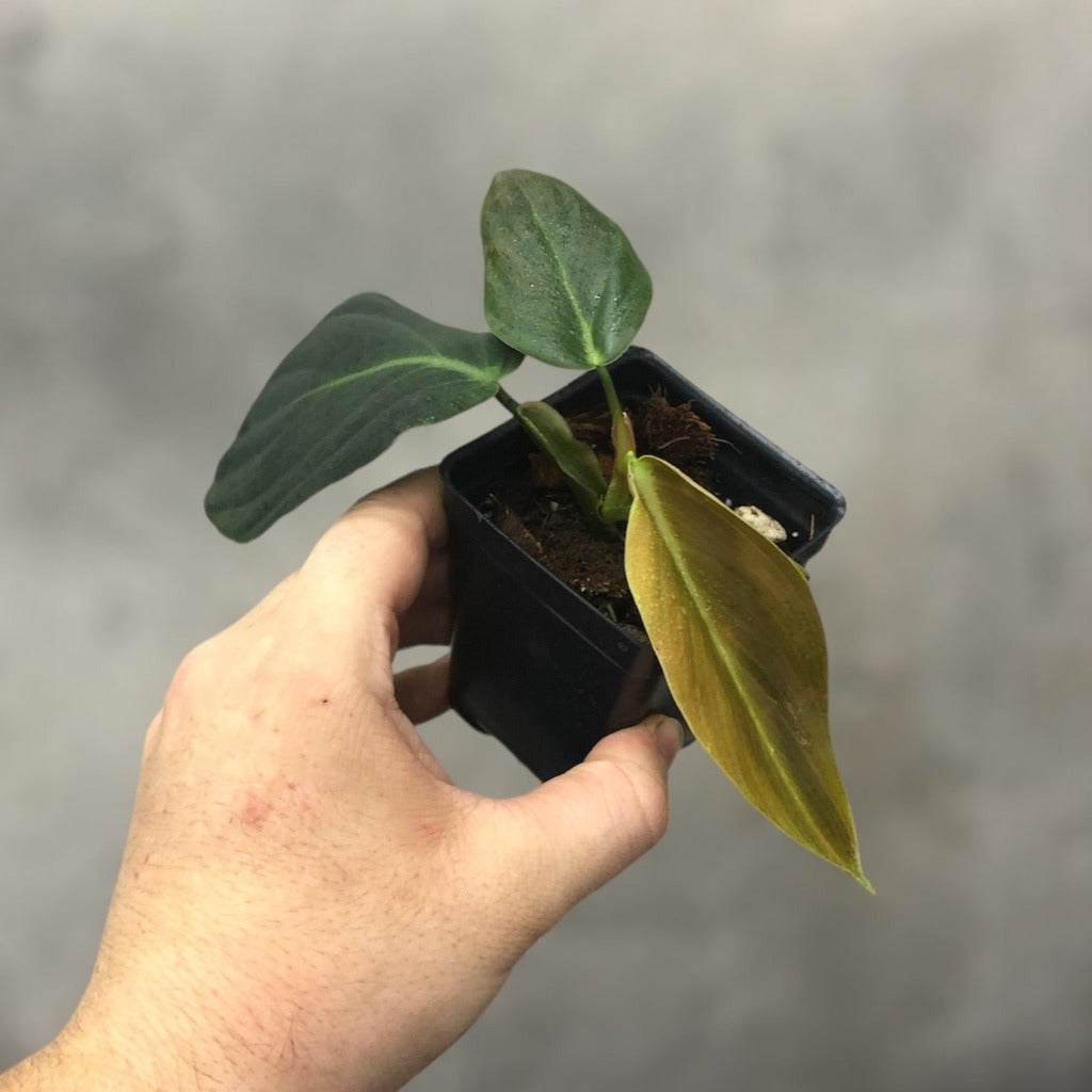 COLLECTOR PLANTS - PHILODENDRON GIGAS - 2.5"