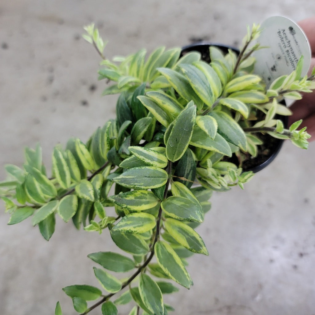 COLORFUL PLANTS - Aeschynanthus 'Bolero  Bicolore' - 4