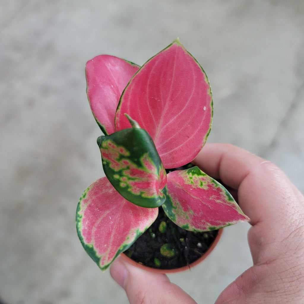 Aglaonema 'Latosolic Red' - 2