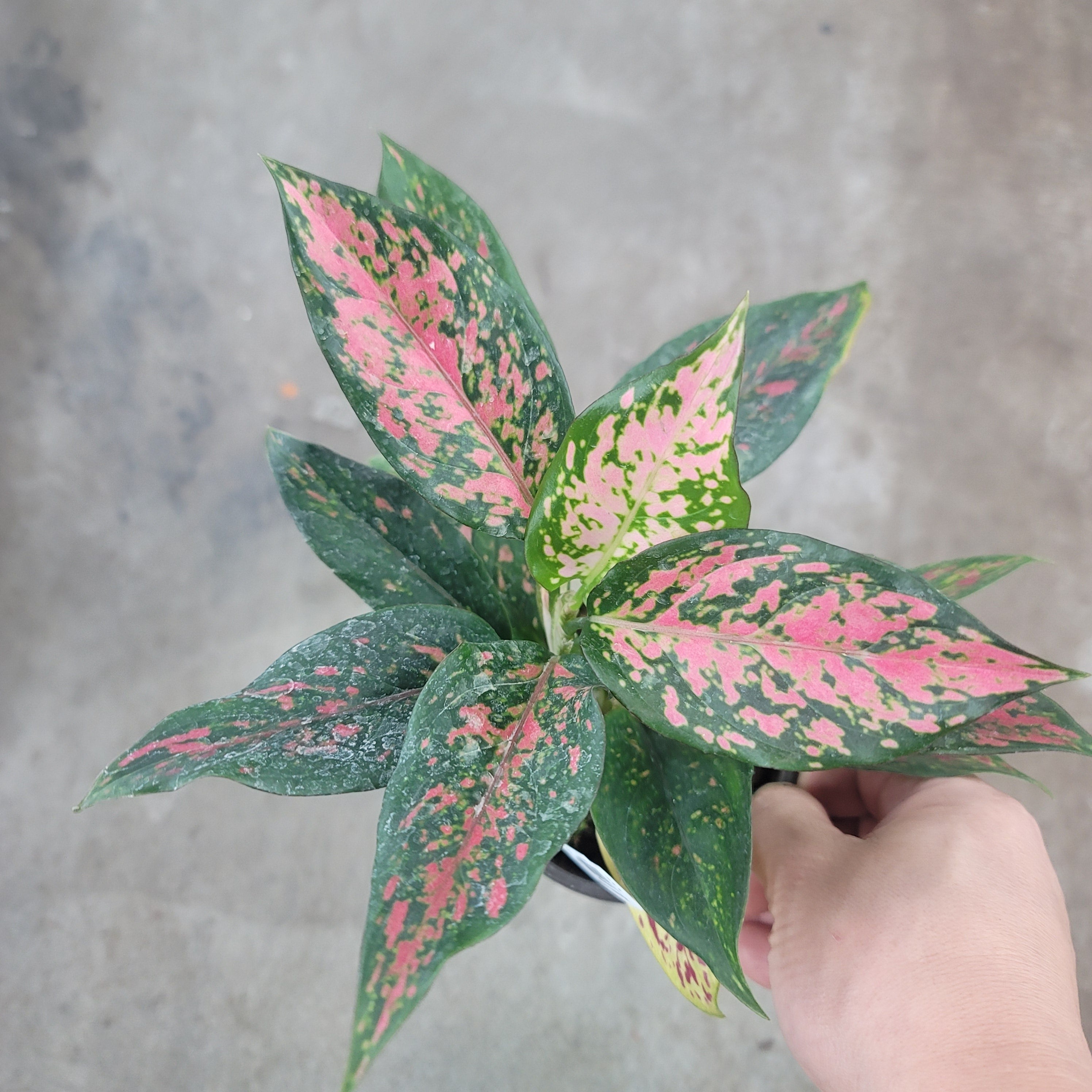 Aglaonema 'Lucky Red' - 4