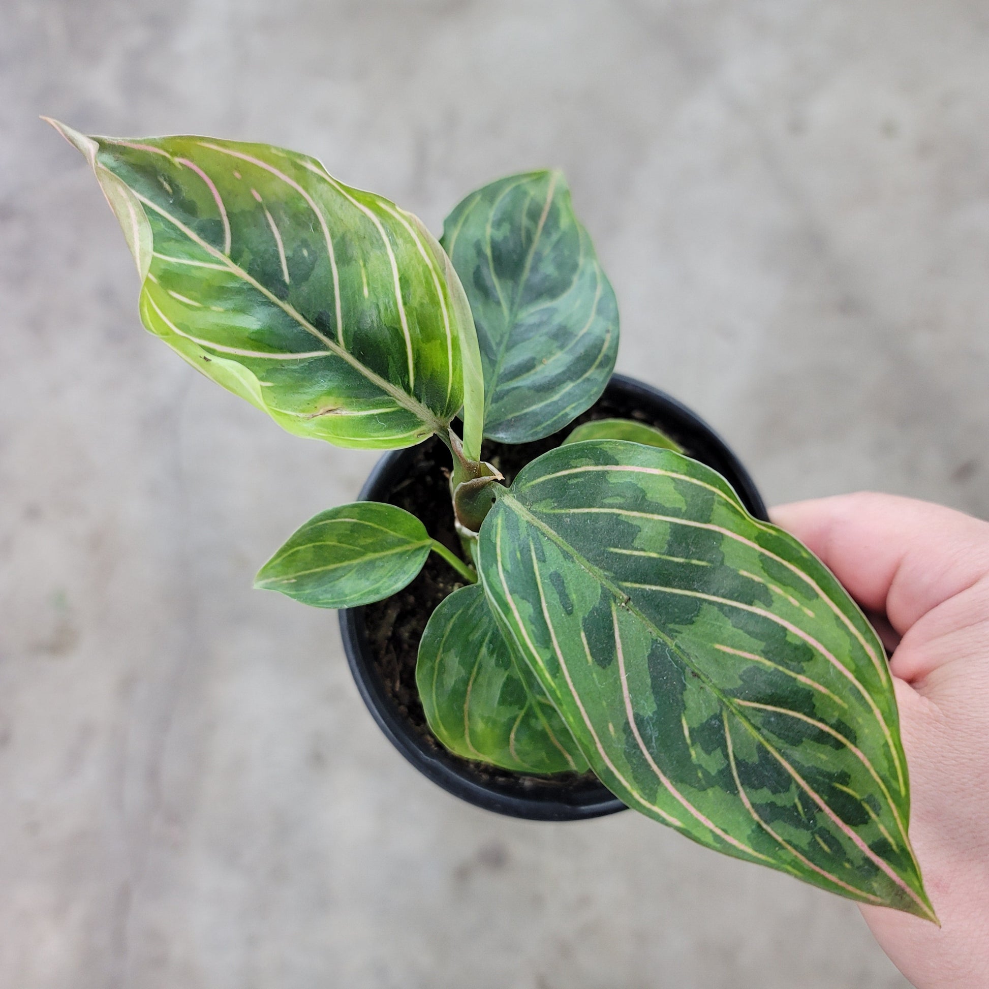 COLORFUL PLANTS - Aglaonema 'Red Army' - 4"