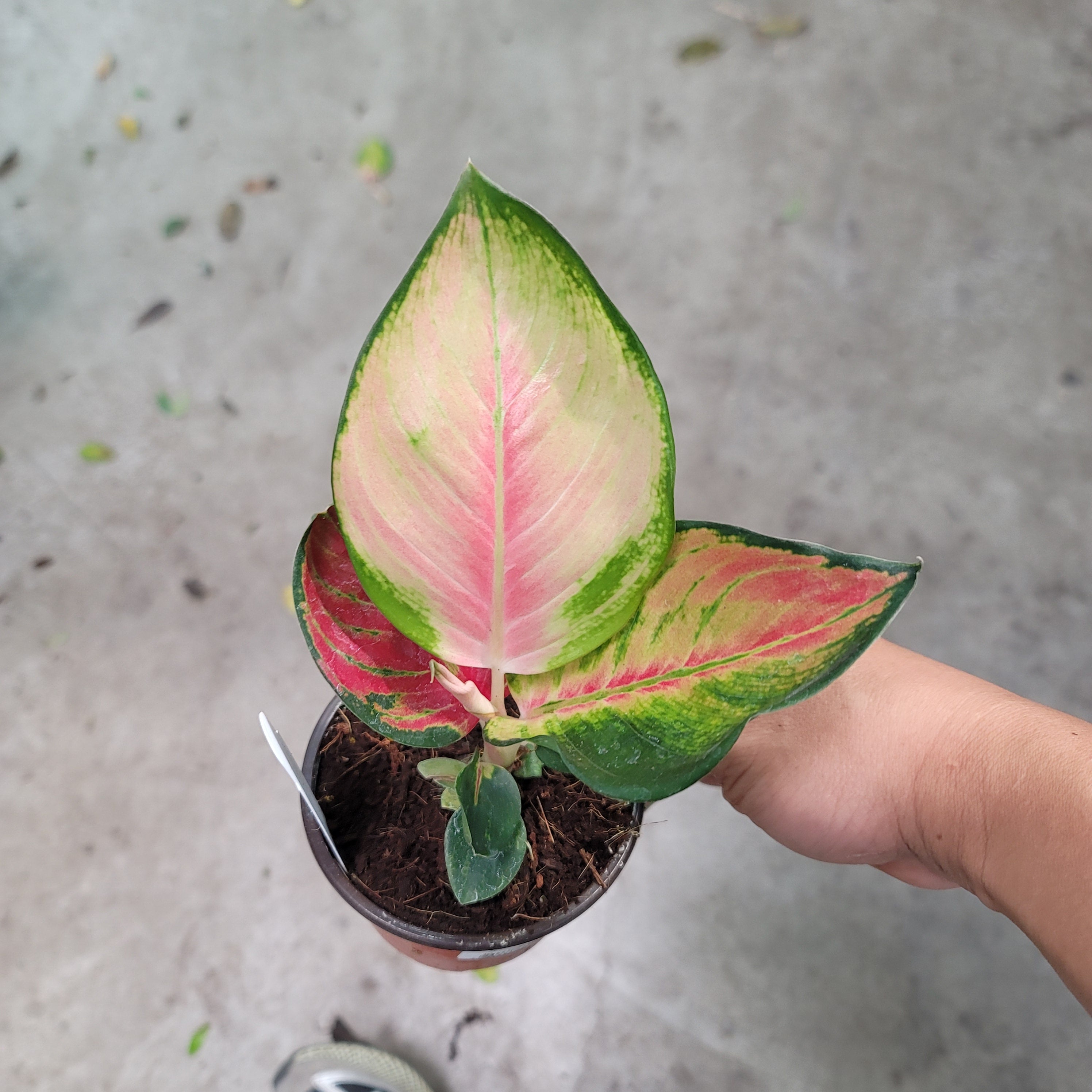 COLORFUL PLANTS - AGLAONEMA RED KING - 4