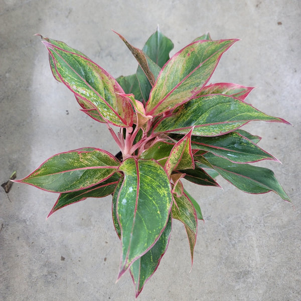 aglaonema siam red care Aglaonema siam