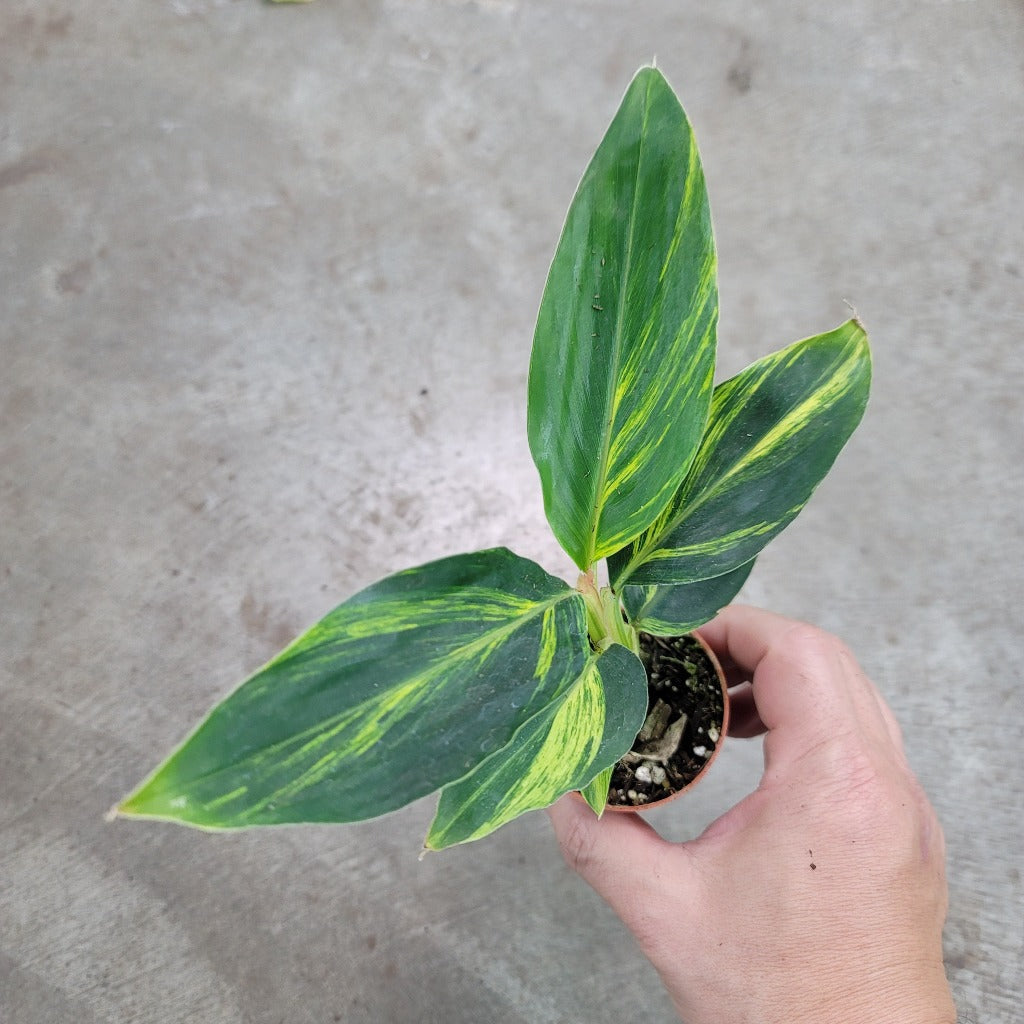 Alpinia zerumbet 'Variegata' - 4