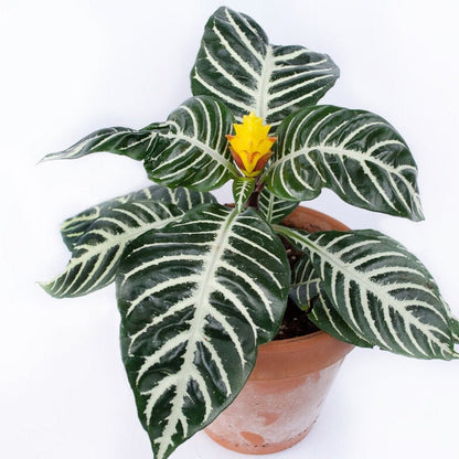 COLORFUL PLANTS - APHELANDRA SQUARROSA - 4"