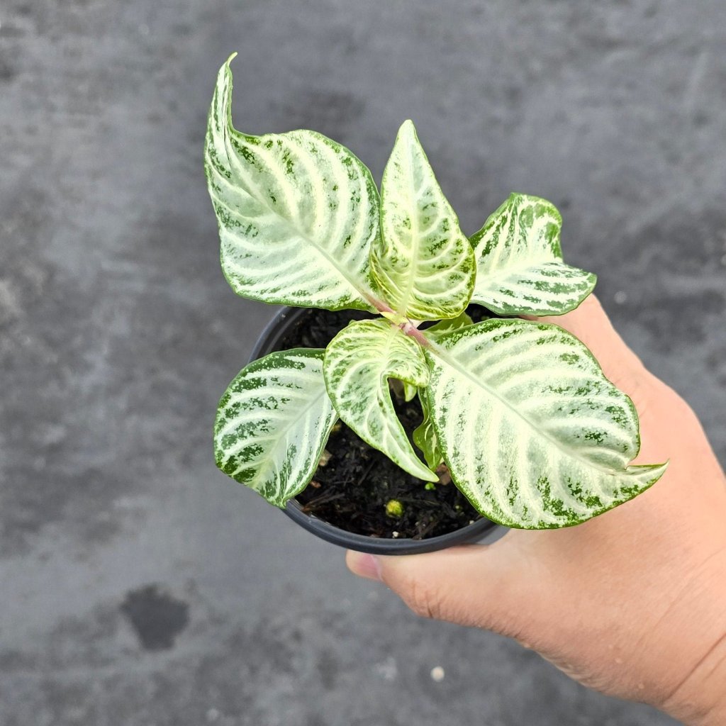 Aphelandra squarrosa 'Snow White' - 4