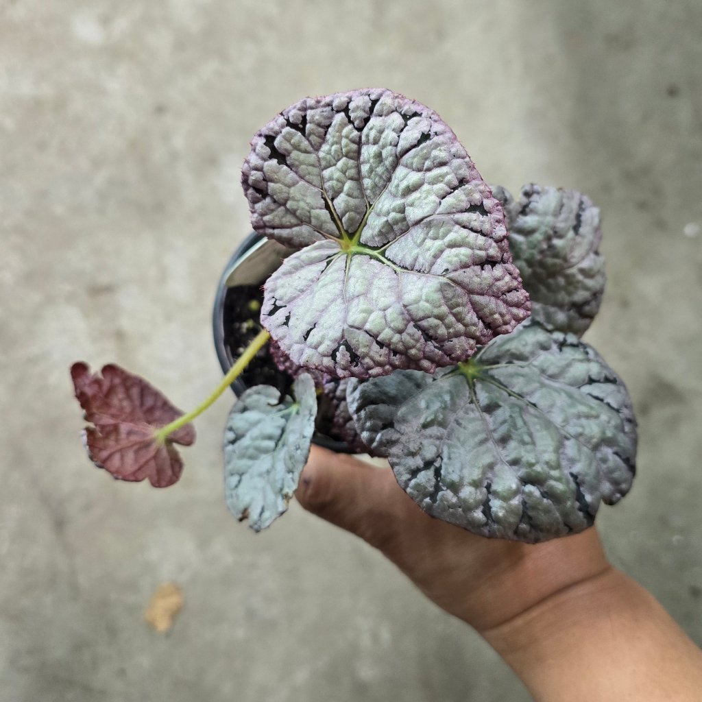 COLORFUL PLANTS - Begonia Chayo - 4"