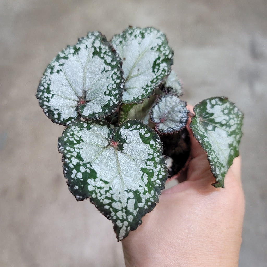 COLORFUL PLANTS - Begonia Rex - Asst (2")