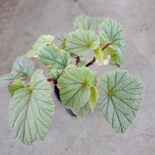 COLORFUL PLANTS - Begonia 'Sinbad' - 4"