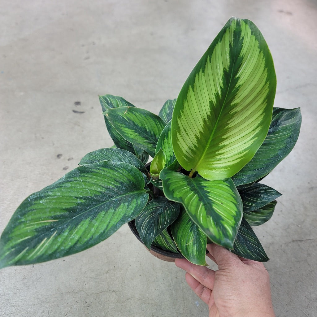 Calathea 'Beauty Star' - 4