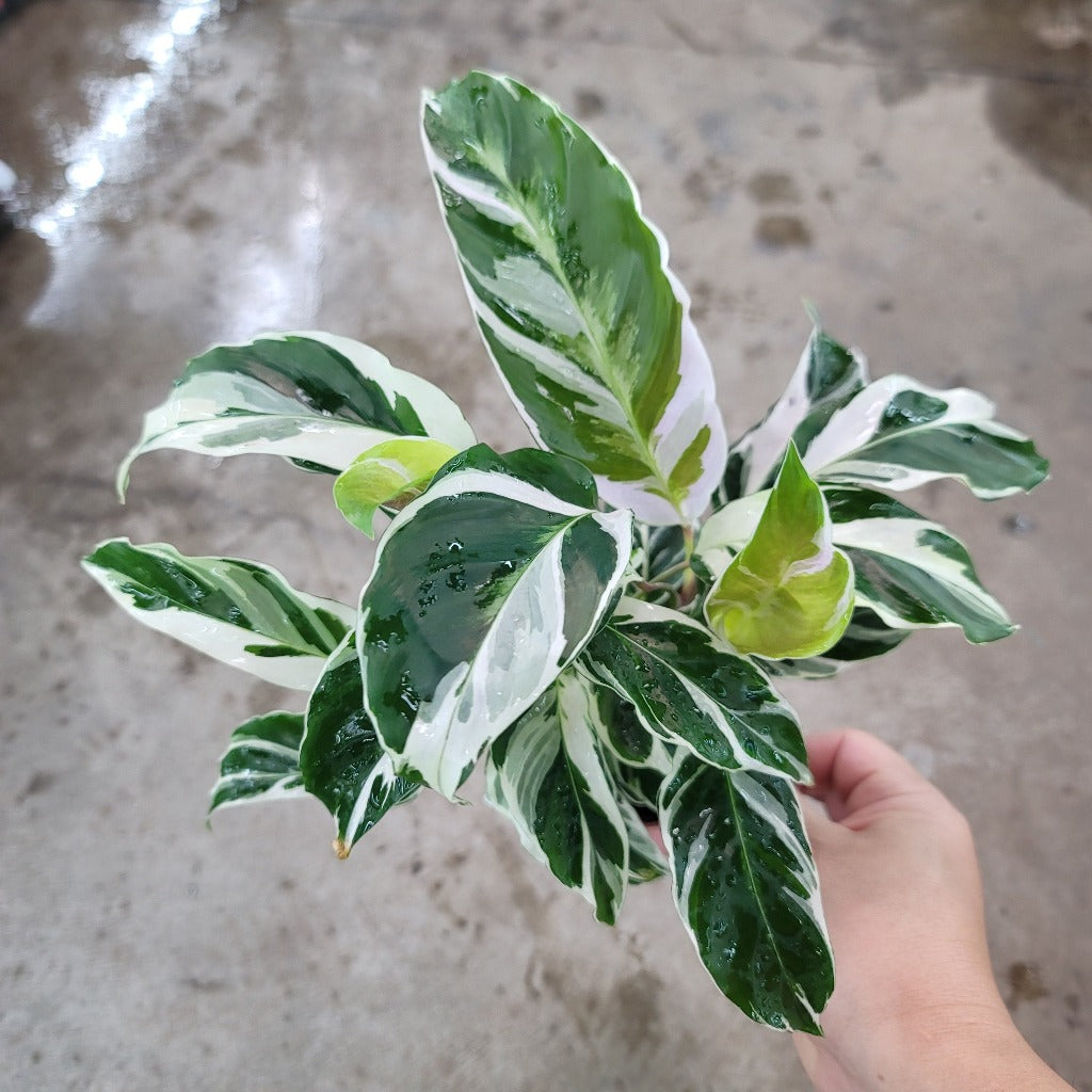 COLORFUL PLANTS - Calathea 'White Fusion' - 4