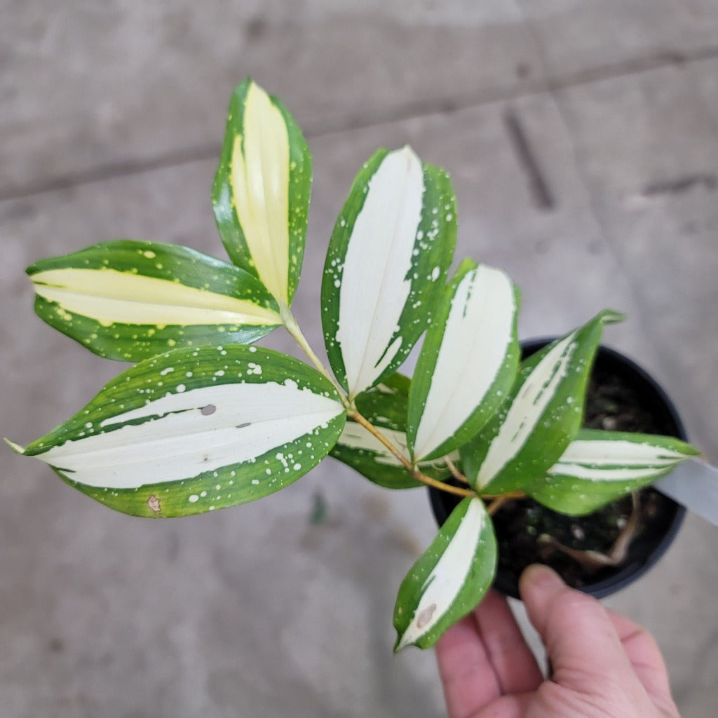 COLORFUL PLANTS - Dracaena Surculosa 'Milky  Way' - 4"