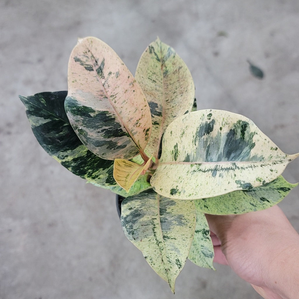 COLORFUL PLANTS - Ficus Shiveriana - 4"