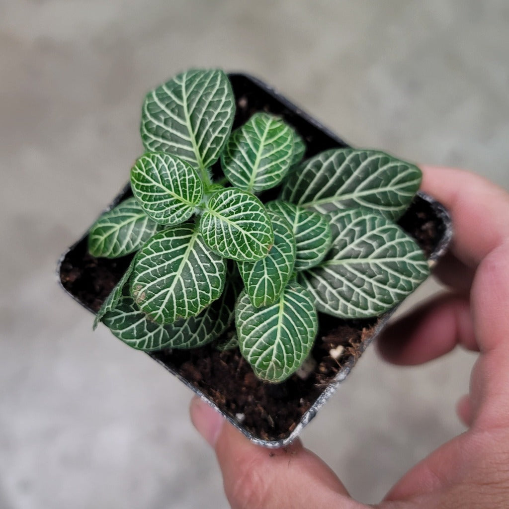 COLORFUL PLANTS - FITTONIA ASST - 3"