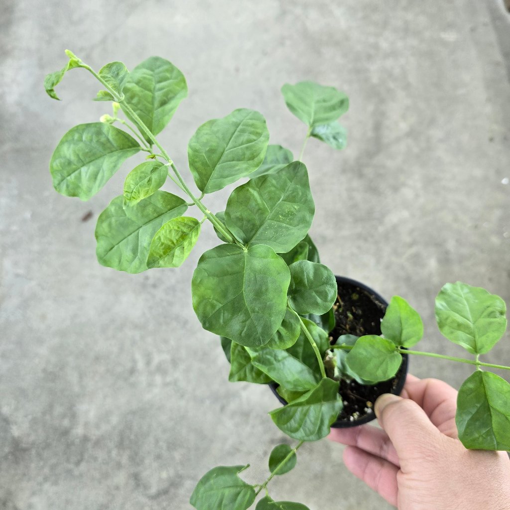COLORFUL PLANTS - Jasminum Sambac - 4"