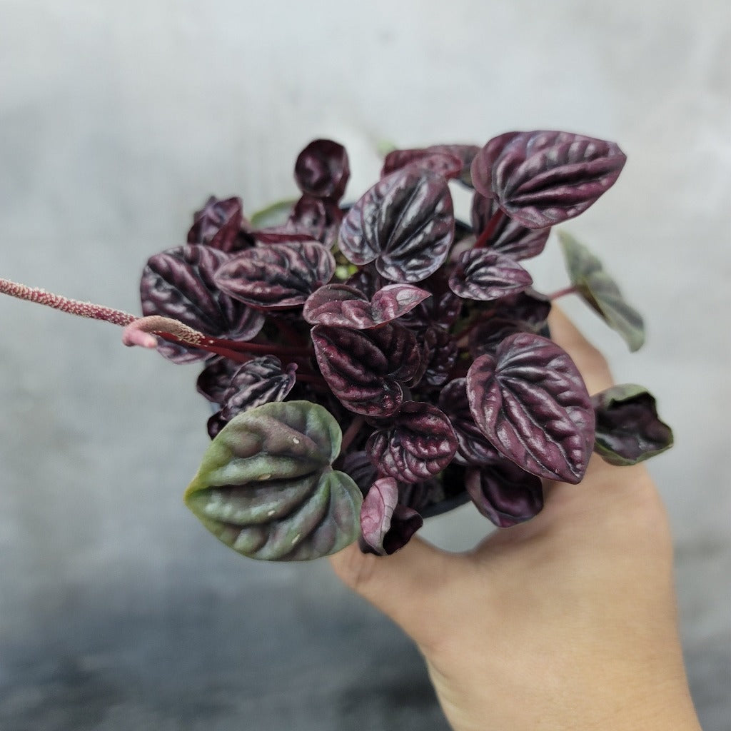 COLORFUL PLANTS - PEPEROMIA SCHUMI RED - 4