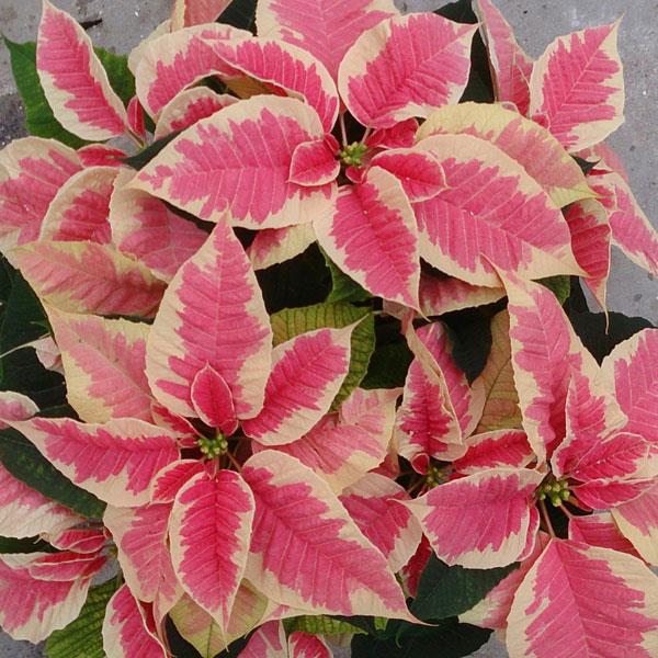 COLORFUL PLANTS - Poinsettia - Christmas Beauty Marble - 4"