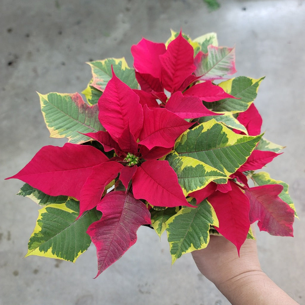 COLORFUL PLANTS - Poinsettia - Red Tapestry - 4"
