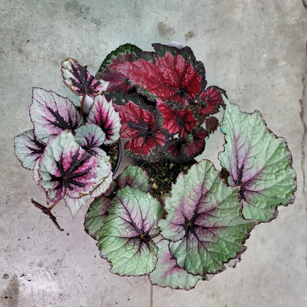 COLORFUL PLANTS - REX BEGONIA ASST - 4"