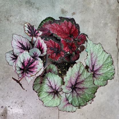 COLORFUL PLANTS - REX BEGONIA ASST - 4"