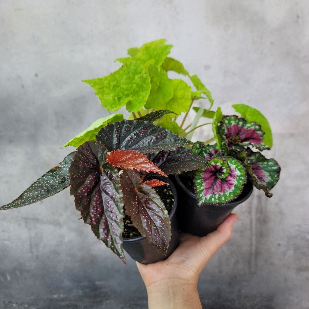 https://peaceloveandhappiness.club/cdn/shop/files/colorful-plants-rex-begonia-asst-4-2.jpg?v=1686225209&width=1445