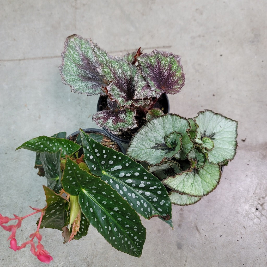 COLORFUL PLANTS - REX BEGONIA ASST - 4"