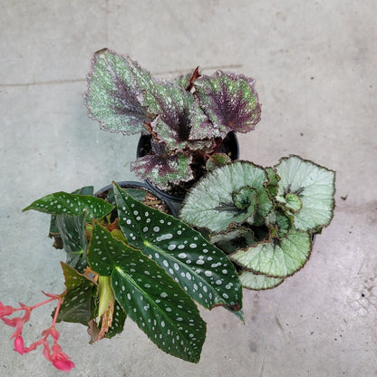 COLORFUL PLANTS - REX BEGONIA ASST - 4"