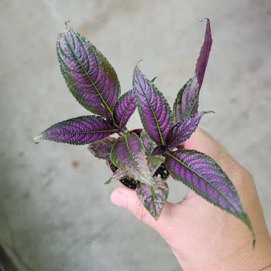 COLORFUL PLANTS - Strobilanthes Dyerianus - 2"