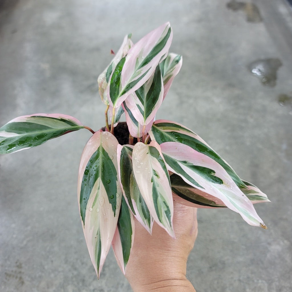 COLORFUL PLANTS - Stromanthe Sanguinea 'Triostar' - 4"