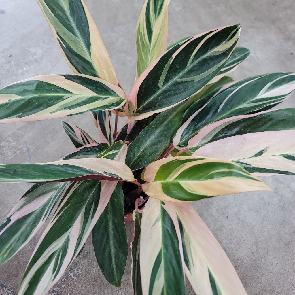 COLORFUL PLANTS - Stromanthe Sanguinea 'Triostar' - 6"