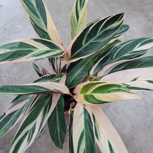 COLORFUL PLANTS - Stromanthe Sanguinea 'Triostar' - 6"