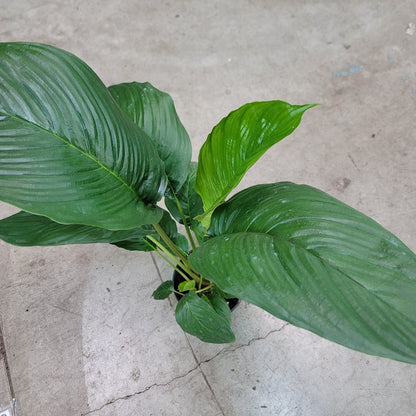 COLORFUL PLANTS - Tacca Chantrieri - 6"